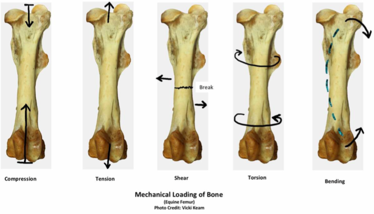 Restoration of Bone Elasticity through Osteopathic Techniques