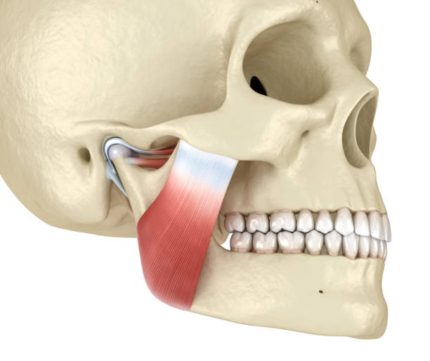 Effectiveness of Osteopathic Manual Treatment on TMJ