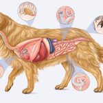 Anatomía y Fisiología Canina Curso Online