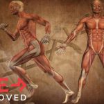 Biomechanics of the Human Body