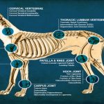 Canine Anatomy and Physiology - Online Curse