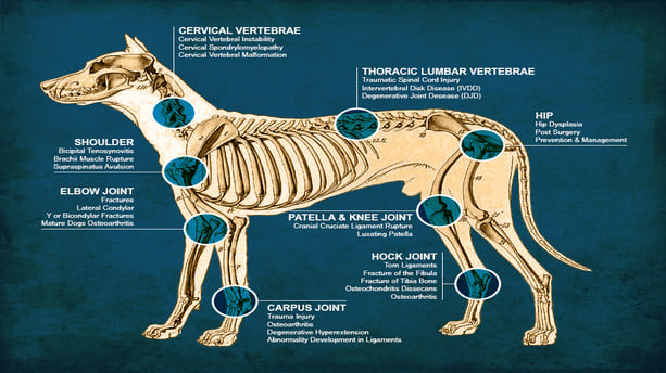 Canine Anatomy and Physiology Online Course | LCO ◁