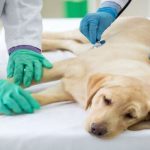 Canine Pathology & Diseases, Online Course