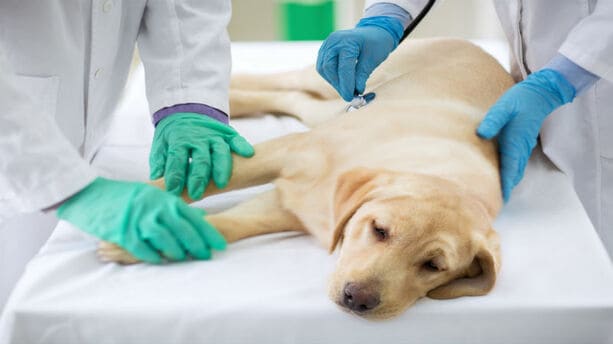 Canine Pathology & Diseases, Online Course