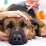 Enfermedades y patologia canina